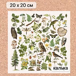 Калька 20х20 см "Заповедник 25", плотность 110 гр/м2 (ScrapMania) Калька 20х20 см "Заповедник 25", плотность 110 гр/м2 (ScrapMania)