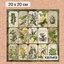 Калька 20х20 см "Заповедник 23", плотность 110 гр/м2 (ScrapMania) Калька 20х20 см "Заповедник 23", плотность 110 гр/м2 (ScrapMania)