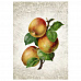 Тканевая карточка мини "Фруктовый сад. Райские яблоки" (ScrapMania)