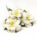 Букет пионов "Белые" (Fleur-design)