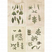 Набор бумаги А5 "Nature's gallery. Ботаника", 32 листа (DoCrafts)