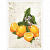 Тканевая карточка мини "Яркие впечатления. Лимонный натюрморт" (ScrapMania)