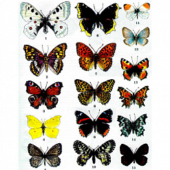 Пленка-оверлей А4 "Бабочки цветные" (Фабрика Декору)